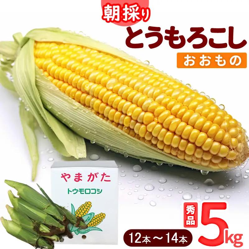 《クール便》令和8年産 朝採り とうもろこし「おおもの」 秀品 5kg （12本 - 14本） 2026年産 山形県産 【2026年7月上旬頃から9月下旬頃発送予定】 ※配送不可 沖縄・離島　012-B-MM074