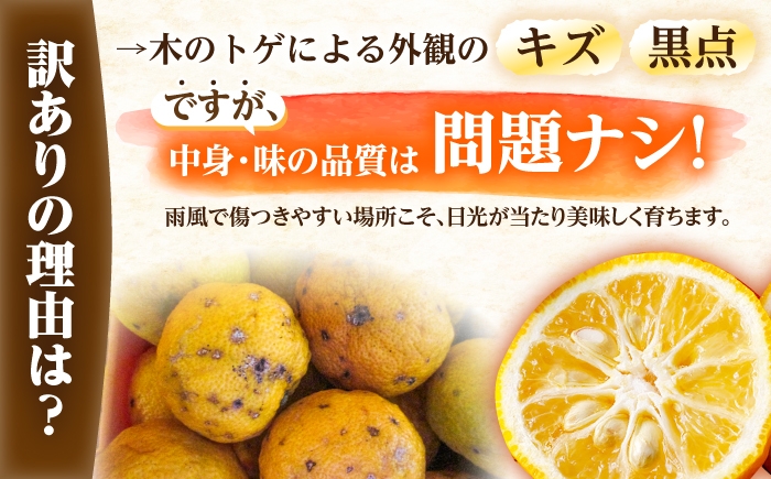柚子 ゆず 訳あり 家庭用 果物 くだもの フルーツ 柑橘 柑橘系 薬味 新鮮 丸ごと ゆべし 柚子湯 ゆず湯 産地直送