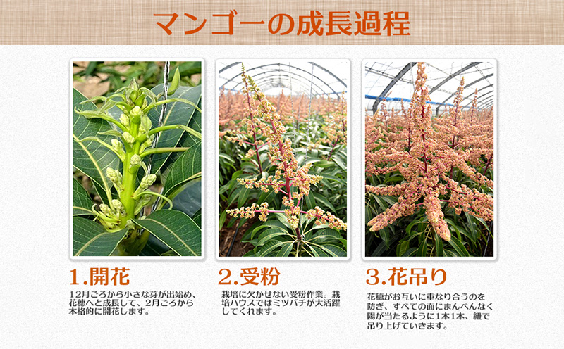 【2025年発送】県知事賞受賞　サンフルーツ糸満　マンゴー優品　約1kg 産地直送 先行予約 フルーツ 果物 くだもの アップルマンゴー アップル アーウィン種 濃厚 デザート 贅沢 旬の果物 甘い 