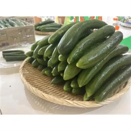 久米南町産　里海きゅうり 約5kg　50本以上【配送不可地域：離島・北海道・沖縄県】【1727202】