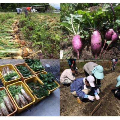 ふるさと納税 松山市 松山市産乾燥きくらげ&旬野菜セット |  | 02