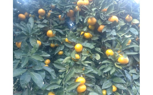 【周防大島産】温州みかん（南柑４号） 5kg