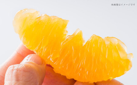 熊本県産 ハウス デコポン 約5kg 蜜柑 みかん 柑橘 果物 くだもの フルーツ 【2026年12月上旬発送開始】