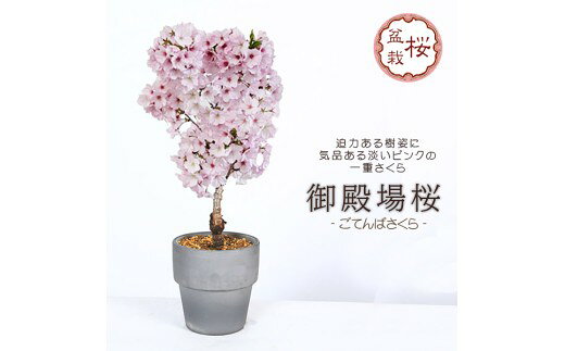 【ふるさと納税】養庄園 御殿場桜盆栽