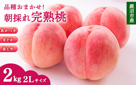 ＜先行予約＞【品種おまかせ】鹿沼市産 もも 2Lサイズ（2kg） ｜ 桃 モモ もも 栃木県 果物 くだもの フルーツ あかつき まどか あこや 新鮮 贈答 ギフト ※2026年7月下旬～8月中旬頃に順次発送予定 ※北海道・沖縄・離島への配送不可