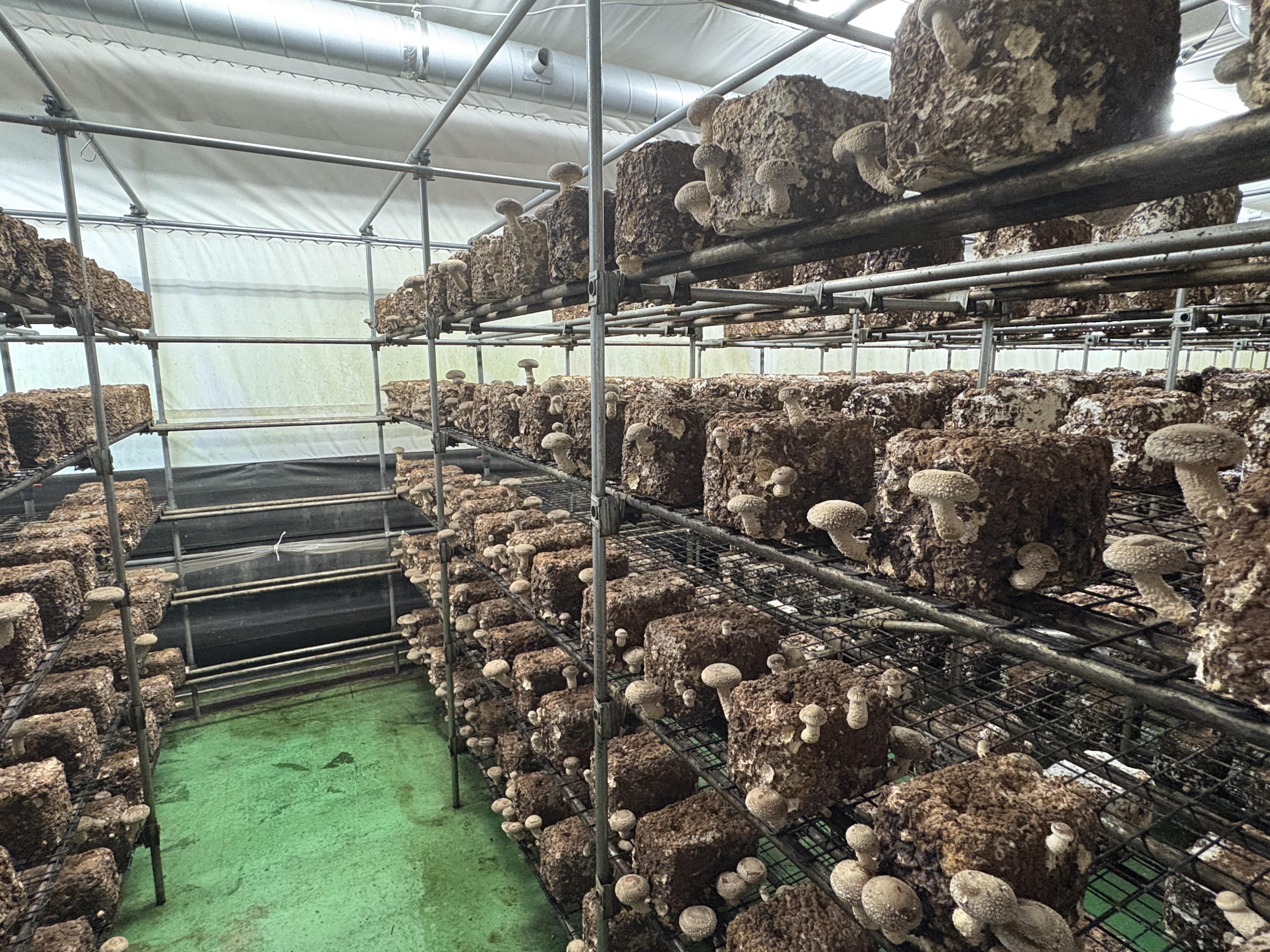 小国特産きのこ詰め合わせAセット