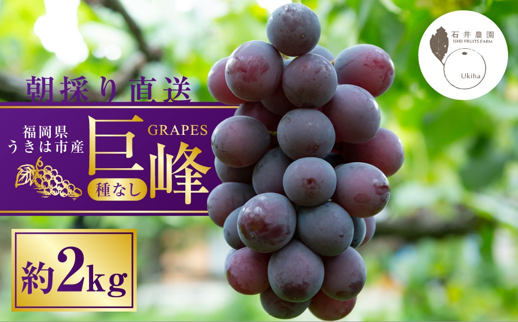 
                  【2027年先行予約】種無し 巨峰 2kg 【2027年８月上旬～8月下旬発送予定】　種なし巨峰 ぶどう ブドウ 葡萄 くだもの 果物 フルーツ 果実 福岡県 うきは市
                