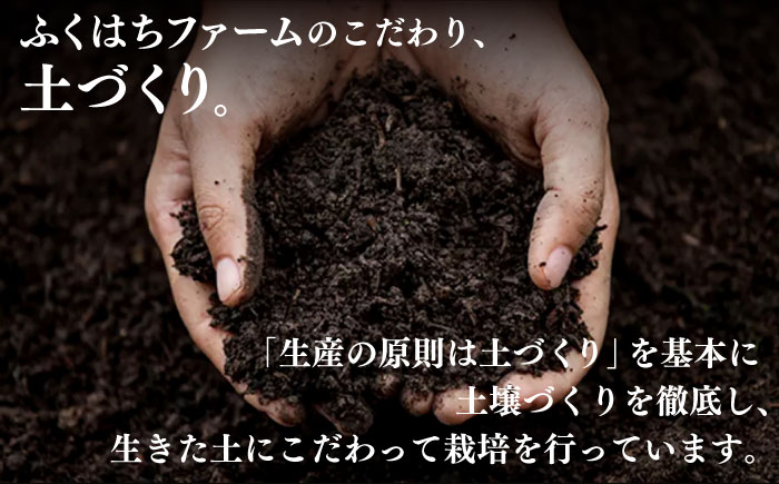 【2026年6月〜発送】【2回定期便】南島原の桃を食べ比べ 化粧箱入り 計2kg 日川白鳳 夢富士 あかつき なつっこ / 桃 もも ハウス桃 フルーツ 果物 / 南島原市 / ふくはちファーム [S
