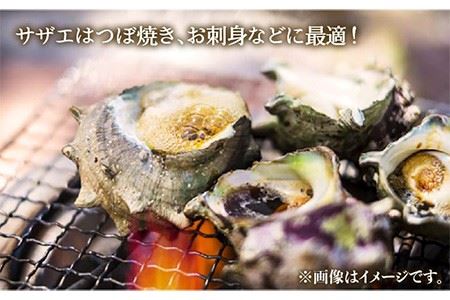 壱岐島 サザエ（大） 合計約1.5kg 《壱岐市》【マルショウ水産】[JBB004] 17000 17000円 お刺身 産地直送 冷蔵配送 サザエ さざえ 栄螺 つぼ焼き 冷蔵 生 刺身 BBQ 九州