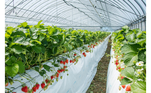 いちごの栽培風景