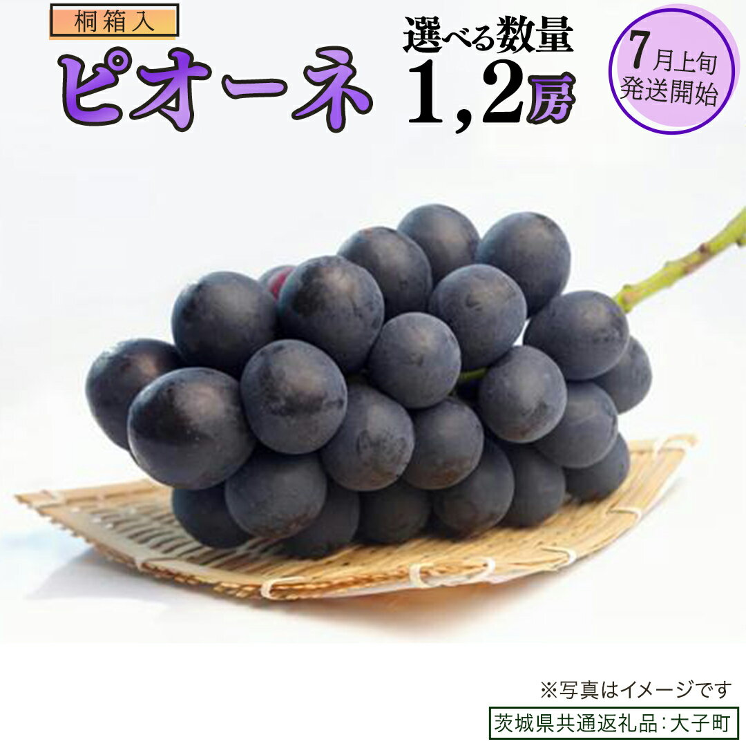 【ふるさと納税】《 選べる 房数 》【桐箱入り】 ピオーネ 1房 2房【2026年7月上旬発送開始】(茨城県共通返礼品：大子町) ブドウ ぶどう 葡萄 ピオーネ 果物 フルーツ 果実 贈答用 贈り物 ギフト プレゼント