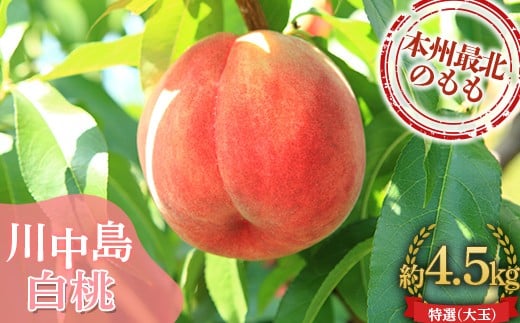 
                  ≪先行予約≫ もぎたて発送 川中島白桃 特選 (大玉) 約4.5kg (10～15個) 【誠果園】 白桃 桃 もも モモ 青森県 南部町 三戸 南部 果物 くだもの フルーツ F21U-298
                