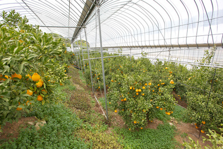 【先行予約】デコポン発祥の地 宇城産 露地物デコポン 約5kg（18～20玉）【2026年3月上旬〜3月下旬頃発送予定】