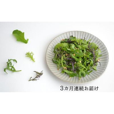 【ふるさと納税】 定期便 3回 国産 ハーブ 野菜 詰合せ 約 450g 4種 8袋 セット 3ヶ月 ルッコラ 50g 3袋 リーフトマト 赤からし菜 50g 2袋 リーフマスタード からし菜 50g 2袋 セルバチコ 100g 1袋 水菜 サラダ 新鮮 ミックスサラダ 健康 栄養 藤枝市 静岡県