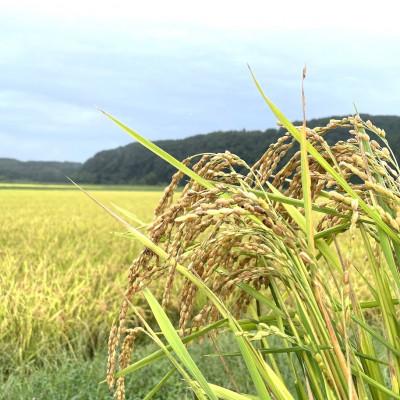 ふるさと納税 塩谷町 【有機JAS認証(転換期間中)】極献上有機栽培　奇跡のお米 神宝米　玄米粥　3パック |  | 02