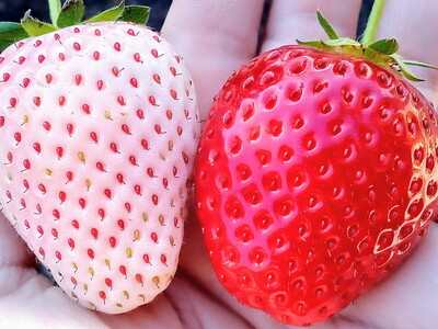 【先行予約】【12月発送】朝摘み！完熟とちあいか《ワンポイントにミルキーベリー入り》640g（320g×2p）　※離島への配送不可　※2025年12月上旬～12月下旬頃に順次発送予定