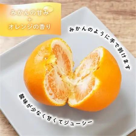 先行受付!　はれひめ(みかんの希少種)　秀品　25個～30個入　約5kg【1485755】