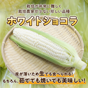 数量限定 先行予約 白いとうもろこし ホワイトショコラ 糖度17度以上 メロン並みの糖度 2024年6月下旬から出荷 [T0012]