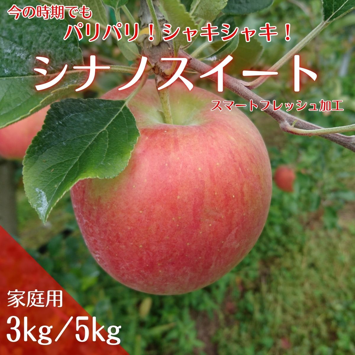 【ふるさと納税】りんご シナノスイート スマートフレッシュ 【アグリスタくましろ】シナノスイート スマートフレッシュ ご家庭用約3kg～ 10月中旬より発送 長野県 信州 南信州 高森町 果物 くだもの 訳あり アグリスタくましろ【配送不可地域：離島】