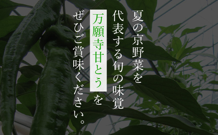 ＜7月発送開始！＞京のブランド産品　万願寺甘とう 秀品 1kg【2025年発送分】 FCCS002
