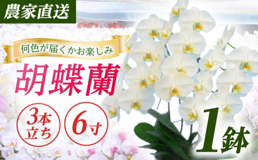 【3本立ち6寸】生産農家直送！ 胡蝶蘭 1鉢 洋蘭 蘭 鉢植 花 フラワー 植物 こちょうらん コチョウラン お花 生花 鉢花 鉢 ギフト お祝い お供え コチョウラン こちょうらん 冠婚葬祭 新築 開店 祝 ギフト プレゼント 贈答品 記念日 贈り物 誕生日 神奈川【足柄金太郎洋蘭園】開成町 [BDAB007]