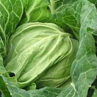 有機肥料 で 育てた キャベツ と 大根 セット M002-003 野菜 三浦野菜