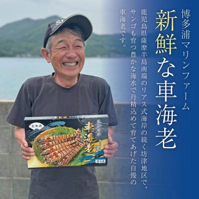 ふるさと納税 南さつま市 【鹿児島県産】冷凍車海老 1.2kg (加熱用)  車エビ 車えび くるまえび 海老 冷凍 南さつま |  | 03