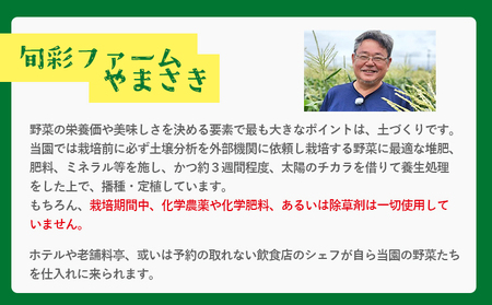 栄養豊かで身体に優しいブロッコリー 約2kg 4～5個入り【ブロッコリー 高糖度ブロッコリー 看板ブロッコリー ブロッコリー 自慢のブロッコリー】 sy-0010