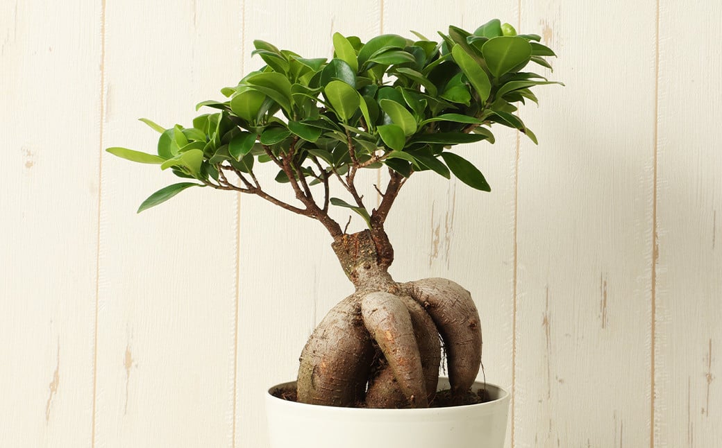 がじゅまるの木