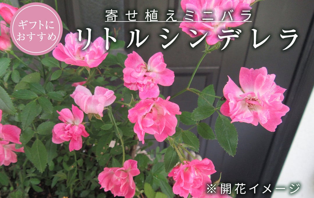 
            ミニ バラ 寄せ植え 「リトルシンデレラ」 お花 花 フラワー 薔薇 小林幸子 [BN055ci]
          