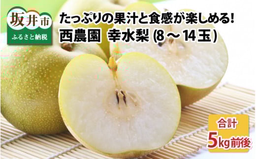 【先行予約】【幸水梨】5kg前後 (8～14個) たっぷりの果汁を含んだジューシーな梨！【2025年8月上旬以降順次発送予定】【梨 なし フルーツ 甘い みずみずしい 果実 果物 新鮮 お土産 贈り物 旬の果物】 [A-15005]