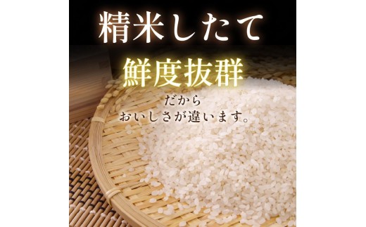 【令和8年産】【2026年12月発送】新米  コシヒカリ 5kg  米 白米 精米 こめ お米 産地直送  おすすめ 人気  ご飯 ごはん 小松島 コシヒカリ