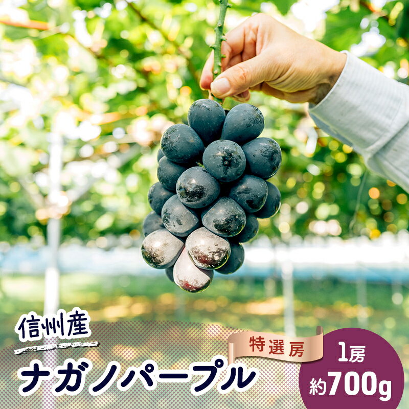 【ふるさと納税】ぶどう ナガノパープル 約700g（1房）果物 フルーツ デザート 信州 長野 駒ケ根市　お届け：2025年9月中旬～10月上旬