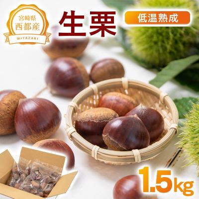 ふるさと納税 西都市 宮崎県西都市産　低温熟成栗(生栗)1.5kg 【先行受付】[3111]