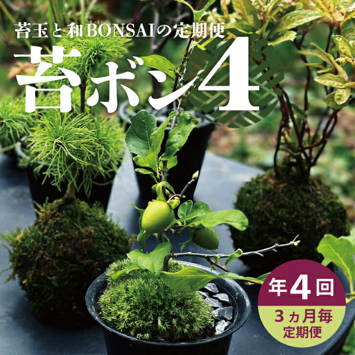 【ふるさと納税】≪4回定期便≫苔玉と和BONSAIの定期便 「苔ボン4」 年4回 お申込み翌月下旬から3ヶ月ごと4回のお届け ※離島発送不可 春 夏 秋 冬 詫び 寂び 盆栽 ぼんさい 苔玉 こけだま 酒田 LotusGarden