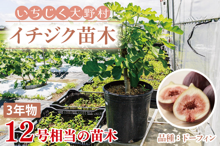 
                  ガーデニング 園芸 イチジク 苗木 3年物 観葉植物 植物 無花果 いちじく フルーツ 果樹 自宅 ポット ドーフィン 茨城県 鹿嶋市 
                