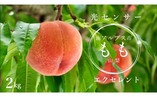 ＜2026年発送先行予約＞光センサー桃「エクセレント」約2ｋｇ ALPAA013