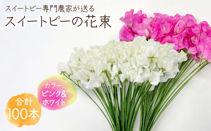 
            【先行予約】【生産農家直送！】スイートピー 花束 100本（ピンク＆ホワイト）【木下農園】 [IBW005]
          