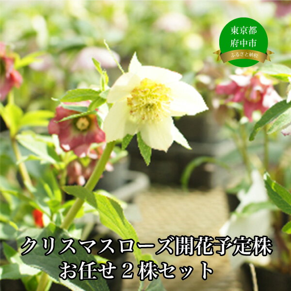【ふるさと納税】クリスマスローズのパイオニア　クリスマスローズ開花予定株お任せ2株セット【花・お花・クリスマスローズ・フラワー】