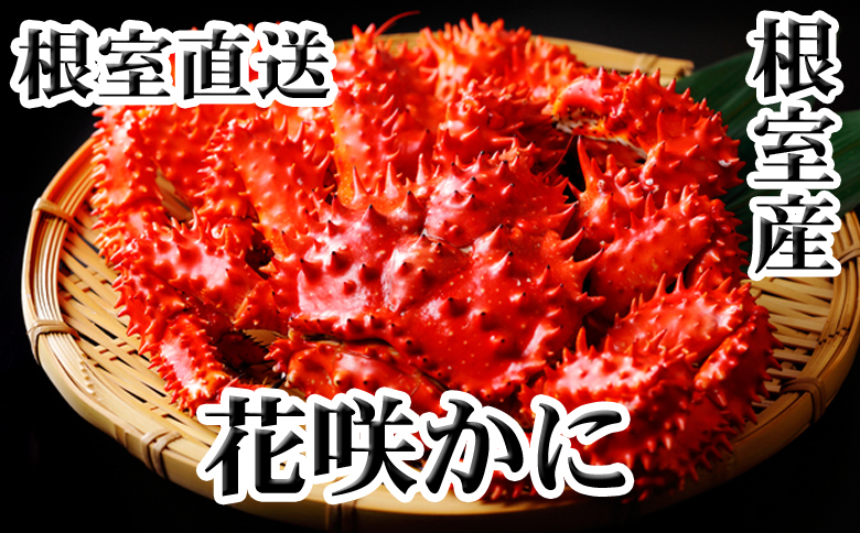 【北海道根室産】花咲かに500g前後～650g前後×1尾 A-36054