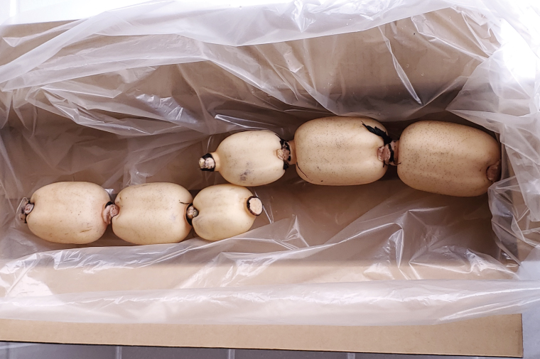 【洗い】「横瀬農園のれんこん」 約２kg（２本入）/ 農家直送 レンコン れんこん 茨城県産 野菜 根菜 行方市産  新鮮 栄養豊富 生産量 日本一(HB-5)