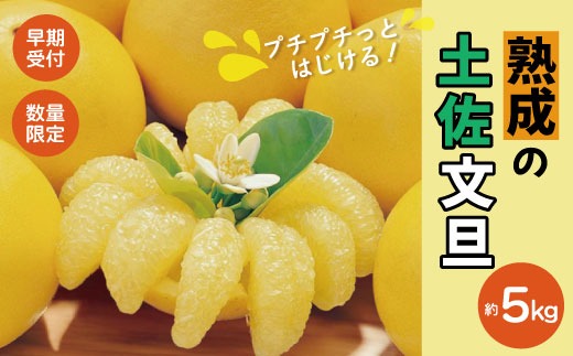 【早期受付・数量限定】熟成の土佐文旦5kg 家庭用 予約 先行 先行受付 早期 早期受付 数量限定 2026年配送 家庭用 5kg 大人気 リピーター 限定 国産 フルーツ 果物 旬 文旦 ぶんたん ブンタン 土佐文旦 柑橘 柑橘類 オススメ 四万十市 四万十 しまんと 高知県 高知 南国 土佐 四国 産地直送 農家直送 お取り寄せ 送料無料 【2026年2月下旬より発送】25-551