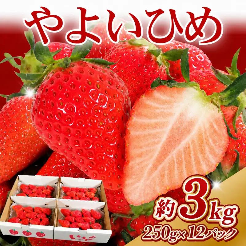 いちご やよいひめ 計3kg 【いちご】