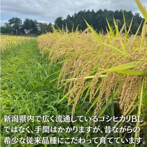 隔月5ヶ月定期便 令和8年 新潟県産 特別栽培米 コシヒカリ 5kg 5キロ（5回配送 計25kg） 11月配送開始 上越市 清里区 丸山農場 精米 従来品種 希少 こしひかり 限定 送料無料