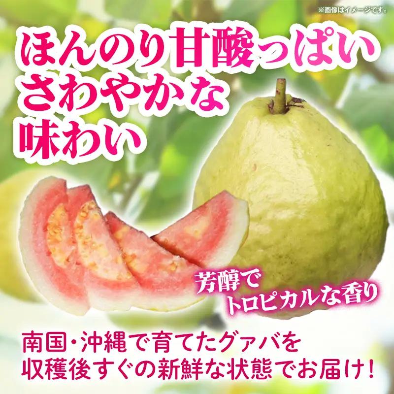 【先行受付】【2026年発送】畑人のグァバ 約2kg - グアバ トロピカルフルーツ ビタミン ポリフェノール 食物繊維 南国フルーツ 沖縄県 産地直送 果物 フルーツ 国産 おすすめ 沖縄県 八重瀬