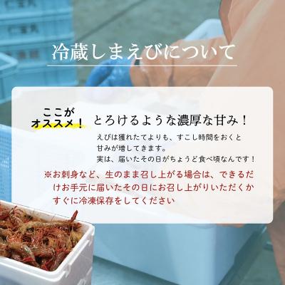 ふるさと納税 乙部町 <シマエビ(冷蔵)　1kg>甘く濃厚な味わい! 北海道 道産 国産 乙部町産 しまえび 海老 日本海 |  | 03