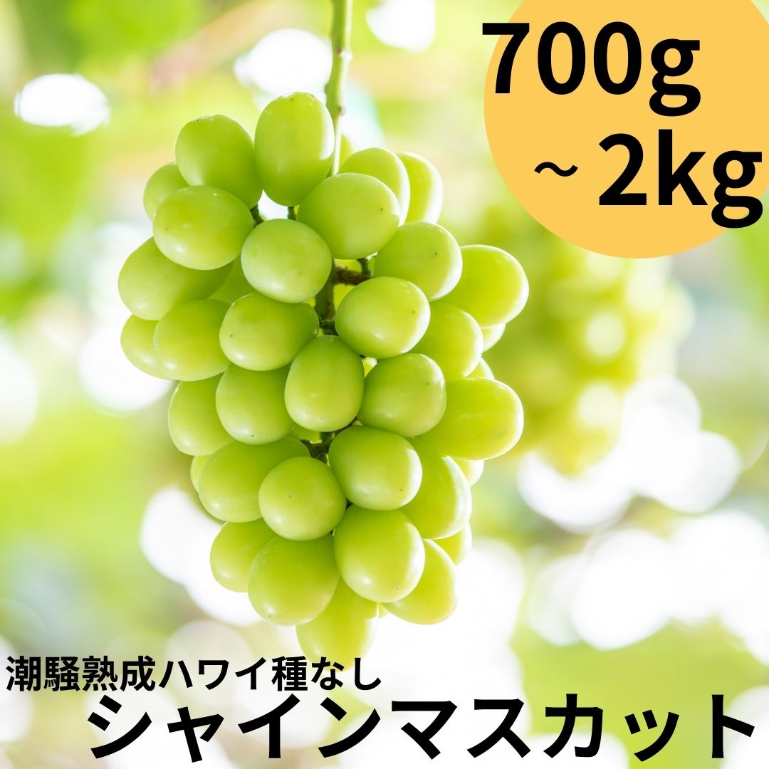 【ふるさと納税】潮騒熟成ハワイ種なしシャインマスカット