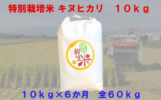 【6か月定期便】特別栽培米　キヌヒカリ　10kg＜全60kg＞　【11218-0223】