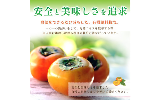 紀州てまり（和歌山県ブランド柿）6～7個入 こだわり農家厳選 先行予約 【2025年10月初旬頃から12月中旬頃順次発送】 / 柿 フルーツ 果物 かき 和歌山 かつらぎ 農家直送 贈答【kgr029