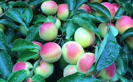 梅干し　「豊の香梅」　贈答用 計1kg（500g×2個） 日田市 / 株式会社矢野農園[ARCF003]